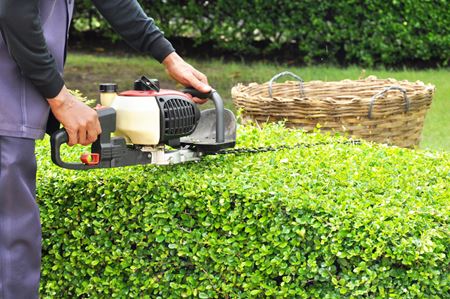 Hedge Trimming Thumbnail